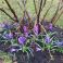 Crocus