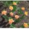 2025-05-19 Tulppaani 'Orange Passion'