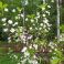 2023-05-22 Suklaakirsikka Prunus cerasus 'Chokoladnaja'