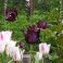 2023-05-31 Papegojtulpan 'Black Parrot'