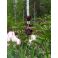 2025-05-31 Papegojtulpan 'Black Parrot'