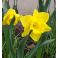 2025-04-29 Narsissi - Narcissus 'Gold Touch'
