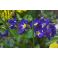 2025-05-07-13-17 Etelänkevätesikko Primula elatior