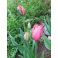 2025-05-17 Tulpan 'Lady Rozetta'