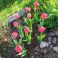 2025-05-20 Tulpan