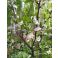 2025-05-21 Luumu Prunus domestica 'Sinikka'