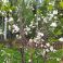 2025-05-21 Suklaakirsikka Prunus cerasus 'Chokoladnaja'