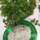 Melkein tzatziki