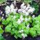 2025-06-05 Tiarella cordifolia