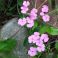 2025-06-17 Saponaria ocymoides