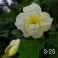 2025-06-18 Juhannusruusu