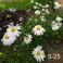 2025-06-18 Päivänkakkara Leucanthemum vulgare 'Maikönigin'