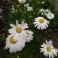 2025-06-18 Päivänkakkara Leucanthemum vulgare 'Maikönigin'