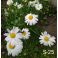 2025-06-18 Päivänkakkara Leucanthemum vulgare 'Maikönigin'
