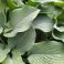 2025-07-06-09-49 Jalokuunlilja Hosta 'Krossa Regal'