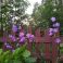 2025-07-07 Kurjenkello Campanula persicifolia