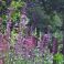 2025-07-07 Loistosalvia Salvia x sylvestris ’Blue Queen’