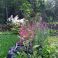 2025-07-07 Loistosalvia Salvia x sylvestris 'Caradonna'