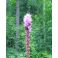 2025-08-01-17-32 Punatähkä Liatris spicata