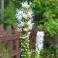 2025-08-24-07-57 Valkotähkä Liatris spicata 'Floristan Weiss'