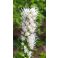 2025-08-24-07-58 Valkotähkä Liatris spicata 'Floristan Weiss'