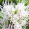 2025-08-24-07-58 Valkotähkä Liatris spicata 'Floristan Weiss'