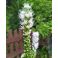2025-08-24-07-59 Valkotähkä Liatris spicata 'Floristan Weiss'