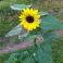 2025-08-26-12-35 Helianthus annuus 'Ikarus'