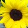 2025-08-26-12-35 Helianthus annuus 'Ikarus'