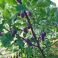 2025-09-04-17-51 Prunus domestica 'Sinikka'