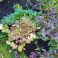 2025-09-06-19-24 'Terracotta' (Achillea millefolium 'Terracotta')