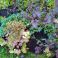 2025-09-06-19-25 'Terracotta' (Achillea millefolium 'Terracotta')