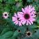 2025-09-10-16-25 Echinacea