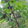 2025-09-10-16-23 Prunus domestica 'Sinikka'