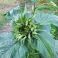2025-09-10-16-26 Helianthus annuus 'Ikarus'