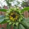 2025-09-10-16-26 Helianthus annuus 'Sunspot'