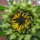 2025-09-10-16-26 Helianthus annuus 'Sunspot'