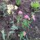 2025-09-10-16-28 'Sassy Summer Taffy' (Achillea millefolium)