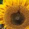 2025-09-29-13-52 Kääpiöauringonkukka Helianthus annuus 'Sunspot'