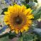 2025-09-29-13-52 Kääpiöauringonkukka Helianthus annuus 'Sunspot'