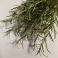 Rosmarin