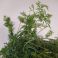 Dill