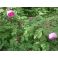 2009-06-22-13-51 Neidonruusu