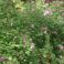 2009-06-24-14-10 Neidonruusu