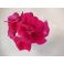 2020-05-05 Pelargonium