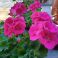 2020-05-05 Pelargonium